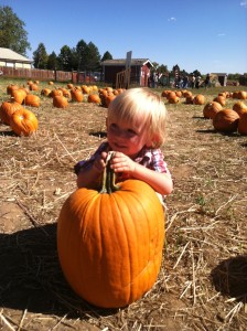 Picking the right pumpkin at Cottonwood Farms.
