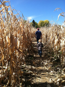 Exploring a corn maze. 
